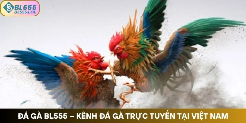 Đá gà BL555 – Kênh đá gà trực tuyến phổ biến tại Việt Nam