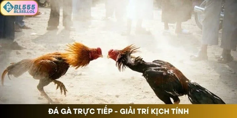 da-ga-truc-tiep